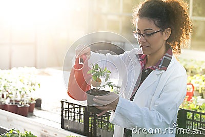Biologist watering seedlings in greenhouse Stock Photo
