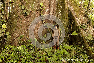 Biologist Woman Nest To A Kapok Tree Stock Photo