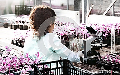 Biologist working with seedlings and microscope in greenhouse Stock Photo