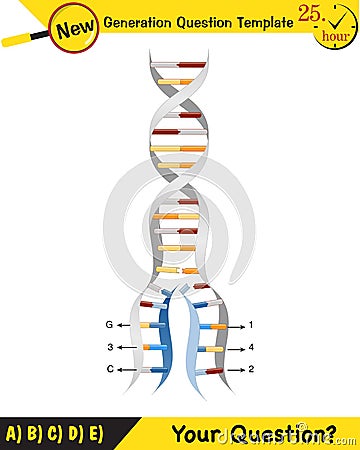 Biology, DNA helix, DNA replication, next generation question template Stock Photo