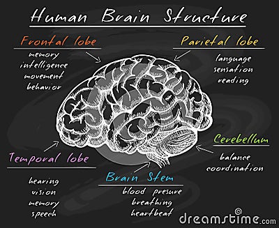 Biology human brain structure on chalkboard Vector Illustration