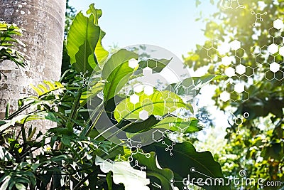 Biology laboratory nature and science, Plants with biochemistry structure on green background Stock Photo