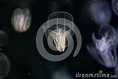 Bioluminescent jellyfish in an aquarium Stock Photo