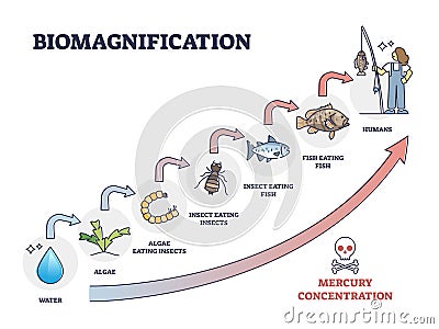 Biomagnification with toxic, poisonous mercury concentration outline diagram Vector Illustration