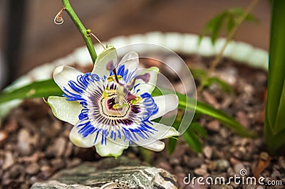 Biophilia Trend Style. Details of a courtyard with potted houseplants. Passionflower bloom Stock Photo