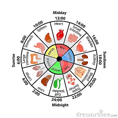 Daily Biorhythm of Internal Organs. Vector Illustration