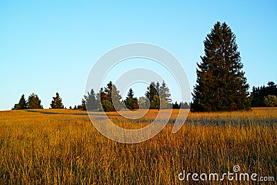 Golden oat grass growing in the Biosphere reserve Rhoen, landscape in sunset light in summer Stock Photo