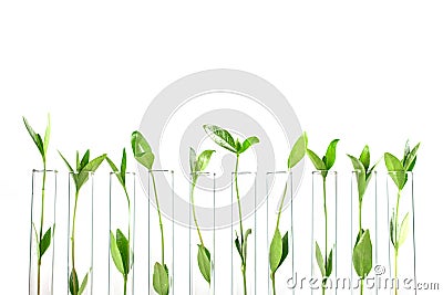 Biotechnology Stock Photo