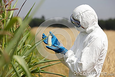 Biotechnology engineer examining immature corn co Stock Photo