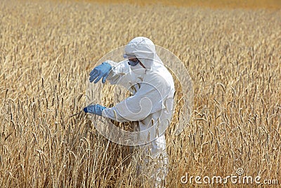 Biotechnology engineer on field examining ripe ears of grain Stock Photo