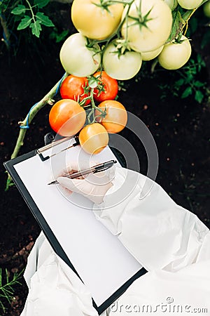 Biotechnology engineer in a greenhouse with a clipboard and pen examines tomatoes for diseases Stock Photo