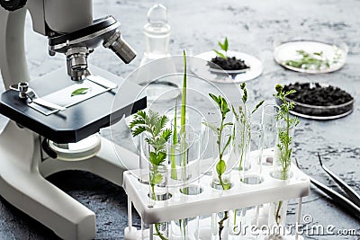 Biotechnology laboratory with plants and microscope on table. Stock Photo