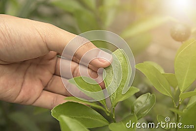 Biotechnology scientist hand holding orange leaf for examining Stock Photo