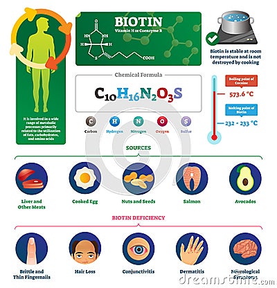 Biotin vector illustration. Labeled metabolism vitamin infographics scheme. Vector Illustration