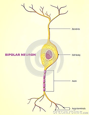 A bipolar neuron, or bipolar cell, is a type of neuron that has two extensions (one axon and one dendrite) Stock Photo