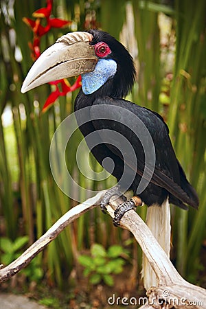 BirÐ² toucan Stock Photo