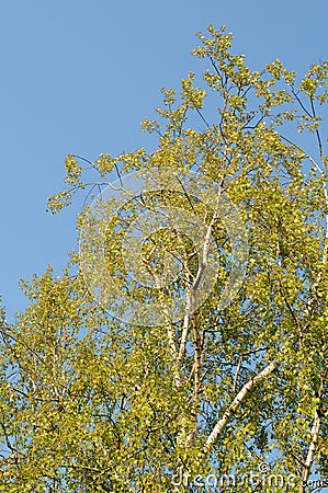 Birch Stock Photo