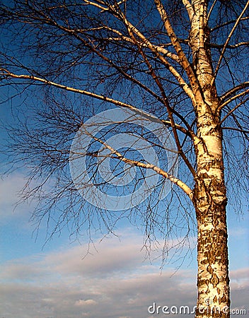 Birch Stock Photo