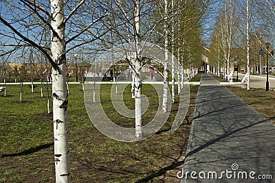 Birch Alley in the Spring. Editorial Stock Photo