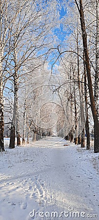 Birch alley in winter path snow sunny day Stock Photo