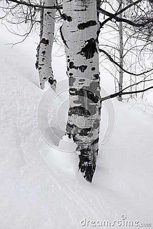 Birch Aspen Trees in Winter Snow Stock Photo