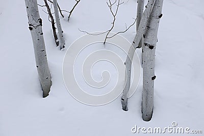 Birch Aspen Trees in Winter Snow Stock Photo