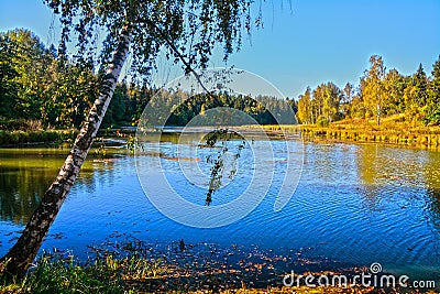 Birch On the Bank of the Vorya river in Abramtsevo estate, Moscow region, Russi Stock Photo