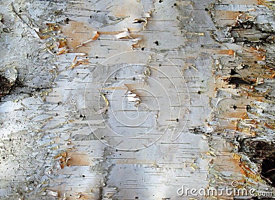 Birch Bark Stock Photo