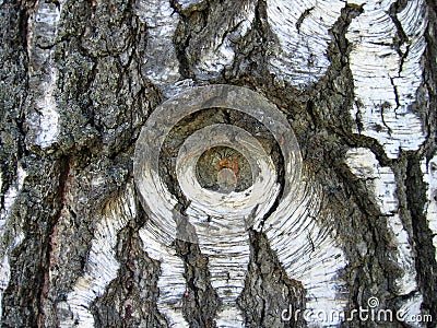Birch bark background Stock Photo