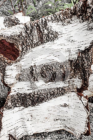 Birch bark backgroung texture Stock Photo