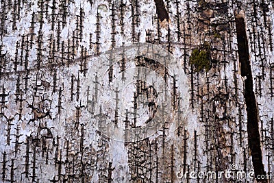 Birch bark natural texture paper background closeup of birch tree pattern . Stock Photo