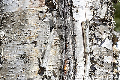 The birch bark texture or background. Macro shot is made by means of stacking technology trunk. Texture made of birch tree bark. Stock Photo