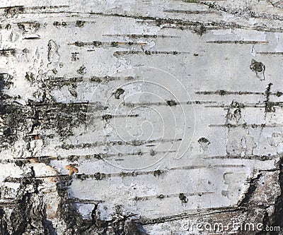 Birch bark texture natural background paper close-up / birch tree wood texture Stock Photo