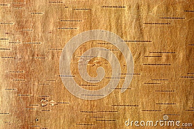 Birch bark3 Stock Photo