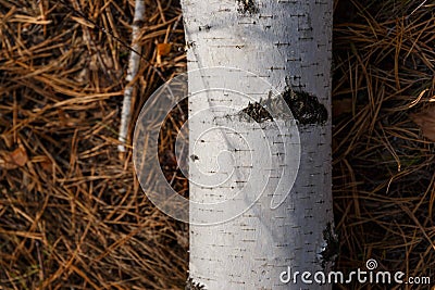 Birch and birch bark on the background of yellow pine needles. Abstract nature background. Autumn background Stock Photo