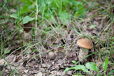 Birch Bolete Mushrooms (Leccinum scabrum) in autumn forest Stock Photo