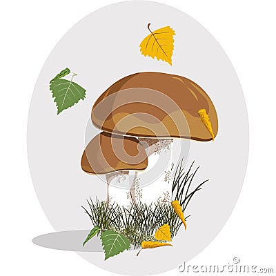 birch bolete mushrooms vector template Vector Illustration