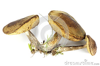 Birch boletes Stock Photo