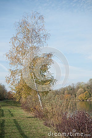 birch in border river with autumnal leaves Stock Photo