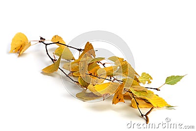 Birch branch Stock Photo