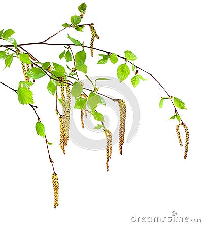 Birch branch Stock Photo