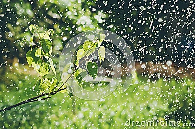 Birch branch with green leaves under raindrops. Beautiful summer background Stock Photo