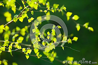 Birch branches Stock Photo