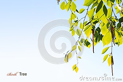 Birch branches Stock Photo