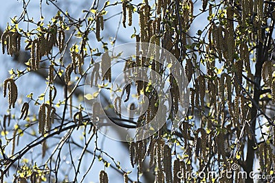 birch brenches in springtime Stock Photo