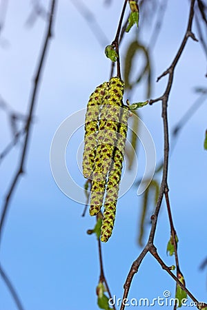 Birch catkins Stock Photo