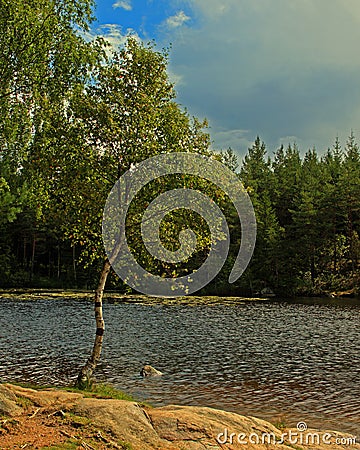 Birch on the coast of lake in HDR Stock Photo