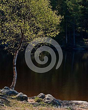 Birch on the coast of lake Stock Photo