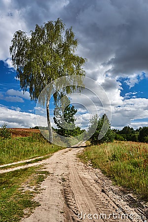 Birch at the crossroads of rural roads Stock Photo