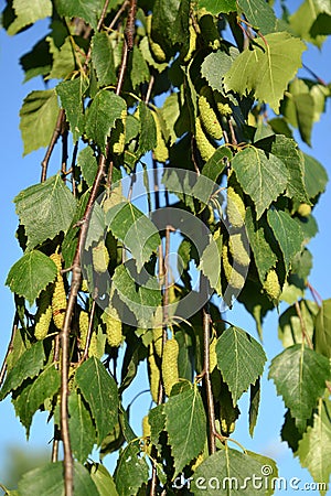 Birch drooping warty Betula pendula Roth. Branches with green earrings Stock Photo